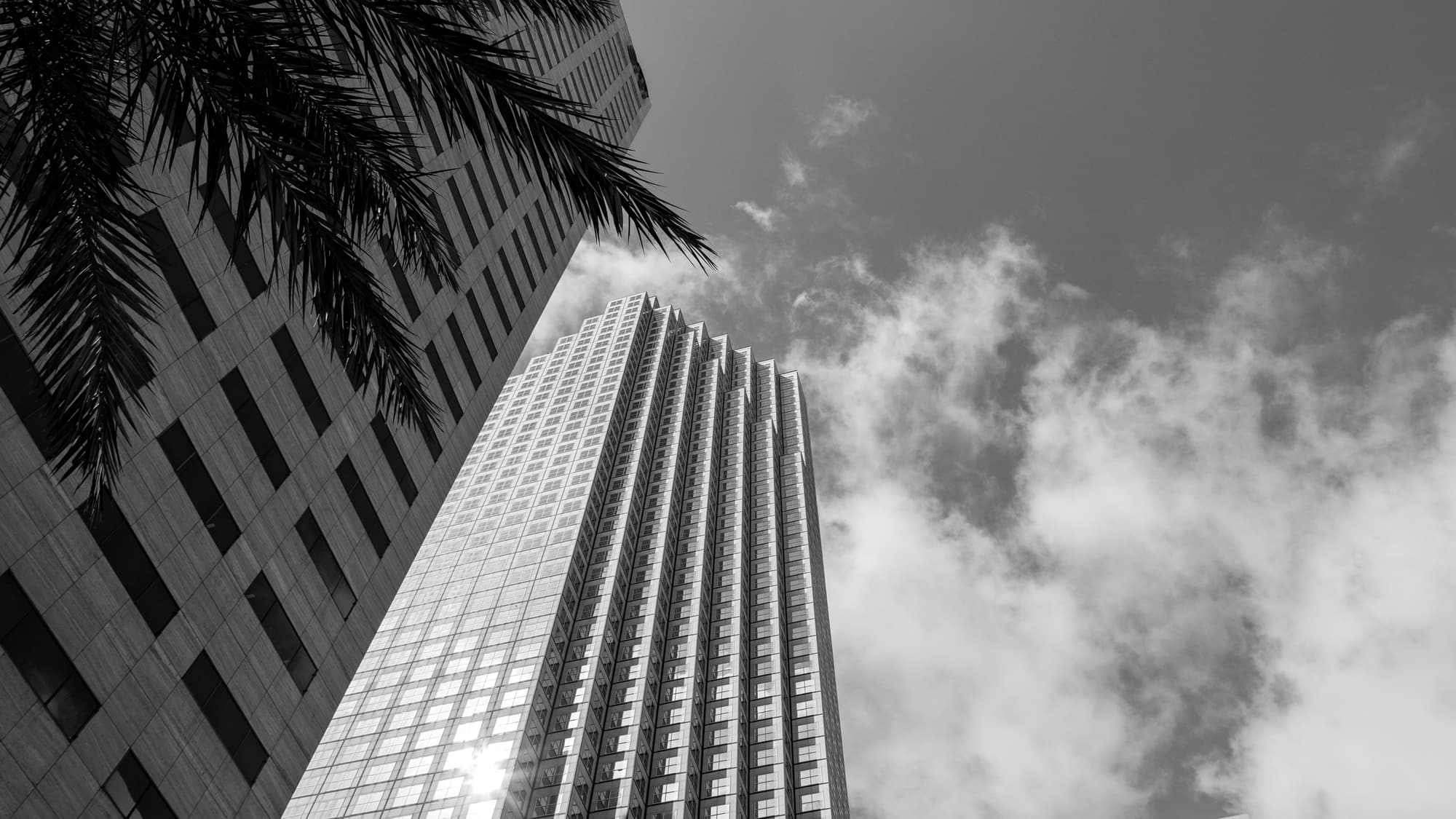 Low-angle view of Miami office towers under palm fronds and a cloudy sky